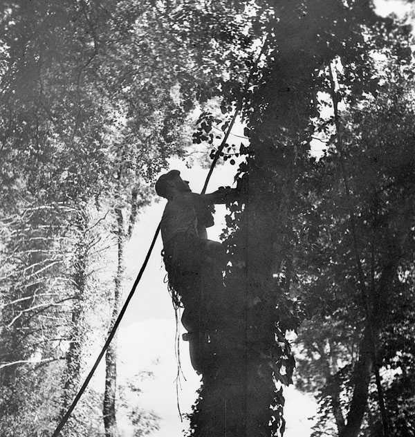 Black and white photograph. A man climbs a tall tree with a thick wire strung over his shoulder. He looks upward. The wire goes from the bottom of the photo, over the man's shoulder, up to the top of the tree.